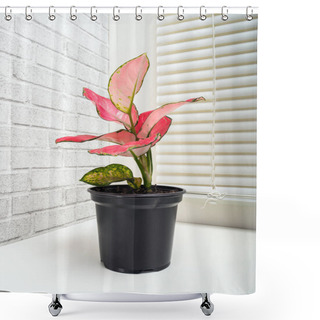 Personality  Aglaonema Modestum Schott Or Lily Of China, Is A Species Of Flowering Plant In The Genus Aglaonema Shower Curtains