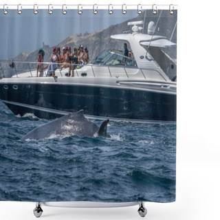 Personality  CABO SAN LUCAS, MEXICO - FEBRUARY 22 2020 - Whale Watching Humpback Whale Season From January To April Shower Curtains