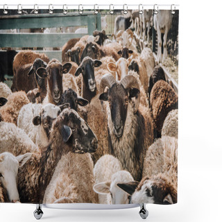 Personality  Close Up View Of Herd Of Adorable Brown Sheep Grazing In Corral At Farm Shower Curtains