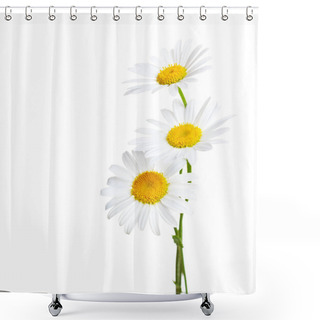 Personality  Three Flowers Of Chamomiles Shower Curtains