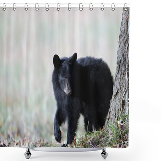 Personality  Black Bear Cub Shower Curtains