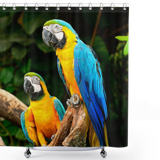 Personality  Blue And Gold Macaw Shower Curtains