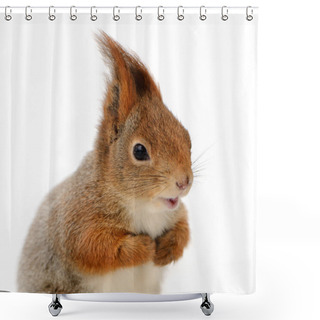 Personality  Eurasian Red Squirrel In Front Of A White Background Shower Curtains