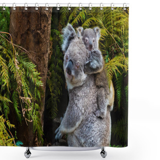 Personality  Australian Koala Bear Native Animal With Baby Shower Curtains