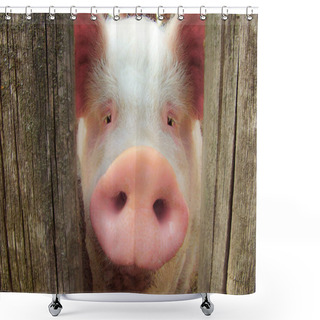 Personality  Big Pig Shower Curtains