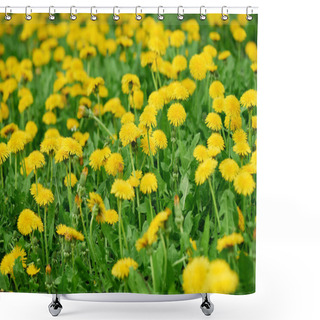 Personality  Close-up View Of Beautiful Bright Yellow Blooming Dandelions  Shower Curtains