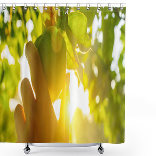 Personality  Woman Hand Picks A Grenn Apple From A Tree At Sunset, With Sunflare Shower Curtains