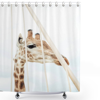 Personality  Giraffe  Shower Curtains