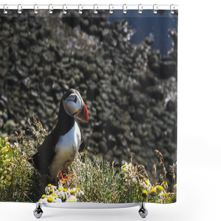 Personality  Puffin On Grass With Flowers At Latrabjarg Bird Cliffs In Iceland Shower Curtains