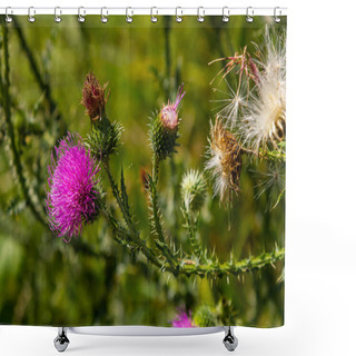 Personality  Thistle Carduus Acanthoides Grows In The Wild In Summer. Shower Curtains