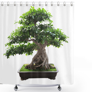 Personality  Bonsai Banyan Tree Shower Curtains