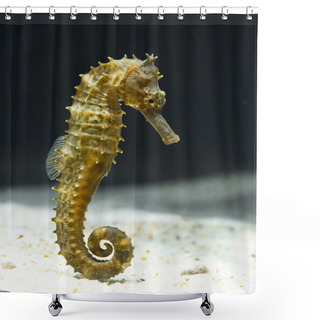 Personality  Seahorse (Hippocampus) Swimming On Black. Shower Curtains