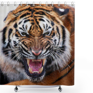 Personality  Tiger Isolated Shower Curtains
