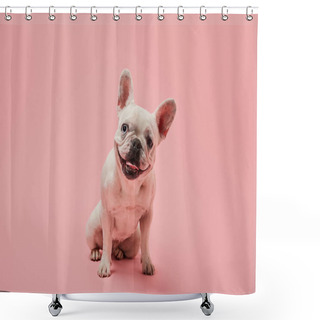 Personality  Small French Bulldog With Dark Nose On Pink Background Shower Curtains