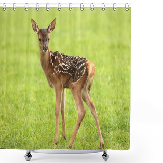Personality  Baby Fallow Deer Shower Curtains
