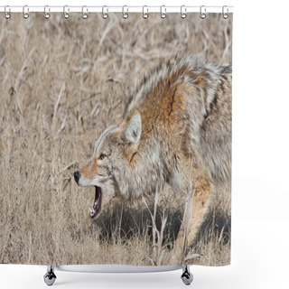 Personality  Snarling Coyote Shower Curtains