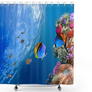 Personality  Threadfin Butterflyfish (Chaetodon Auriga), Red Sea, Egypt Shower Curtains