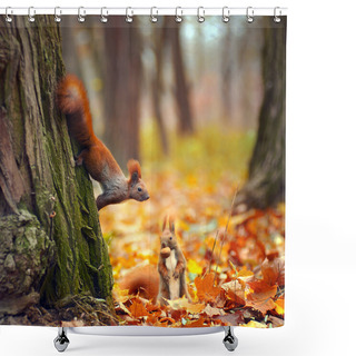 Personality  Red Funny Squirrels Shower Curtains