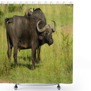 Personality  Male African Water Buffalo In Grassland Shower Curtains