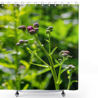 Personality  Thistle Carduus Acanthoides Grows In The Wild In Summer. Shower Curtains