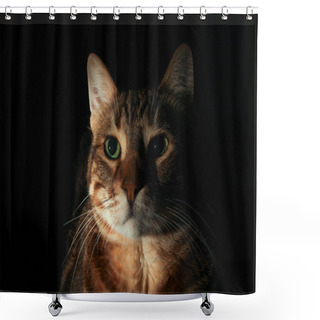 Personality  Tabby Cat Portrait With Black Background Shower Curtains