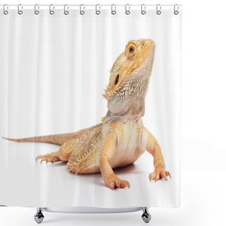 Personality  Bearded Dragon Shower Curtains