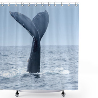 Personality  Humpback Whale In Puerto Lopez, Ecuador Shower Curtains