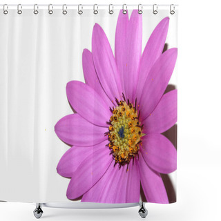 Personality  A Pink African Daisy Flower With Petals On A White Background Shower Curtains