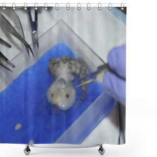 Personality  Blue Ringed Octopus, Genus Hapalochlaena Shower Curtains