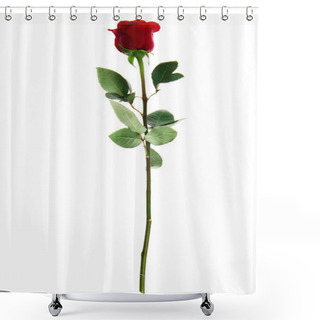 Personality  Close-up View Of Beautiful Blooming Red Rose Flower Isolated On White  Shower Curtains