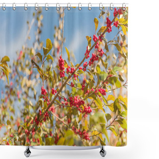 Personality  Beautiful Texas Winterberry Ilex Decidua Red Fruits On Tree Branches On Sunny Fall Day Shower Curtains