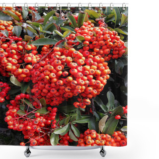 Personality  Countless Pyracantha Berries In A Hedge Shower Curtains
