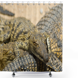 Personality  Young Crocodils Shower Curtains
