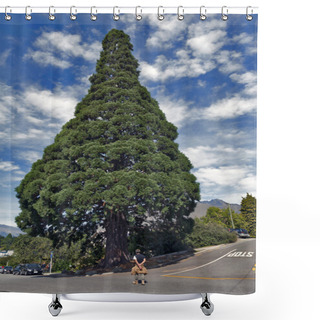 Personality  Queenstown, New Zealand - March 2016: Big Cedar Tree Standing In Town Center Of Queenstown, New Zealand Shower Curtains