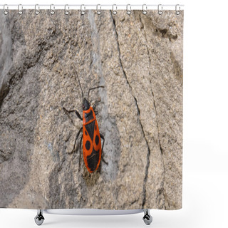 Personality  Macro Photo Soldier Bug. Photo Of A Beetle Shower Curtains