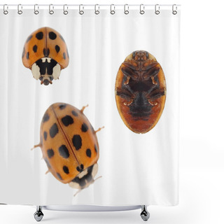 Personality  Macro Ladybug Asian Beetle (Harmonia Axyridis), Isolated On White Background, Shower Curtains