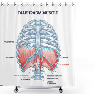 Personality  Diaphragm Muscle Structure With Transparent Ribcage Bones Outline Diagram Shower Curtains