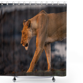 Personality  Close-up Of Lioness Walking Across Muddy Ground Shower Curtains