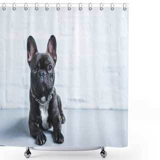 Personality  Cute French Bulldog Lying On Floor And Looking Up Shower Curtains