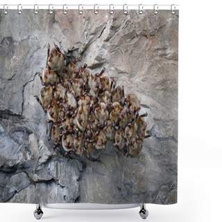 Personality  Bat Colony In Cave  Shower Curtains