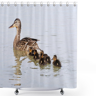 Personality  Wild Duck And Her Ducklings Shower Curtains