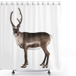 Personality  Reindeer, Side View, Looking At The Camera Shower Curtains