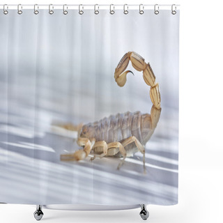 Personality  Yellow Scorpion, Buthus Occitanus Shower Curtains