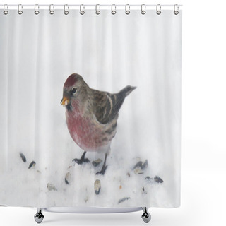 Personality  Common Redpoll (male) Standing In The Snow (acanthis Flammea) Shower Curtains