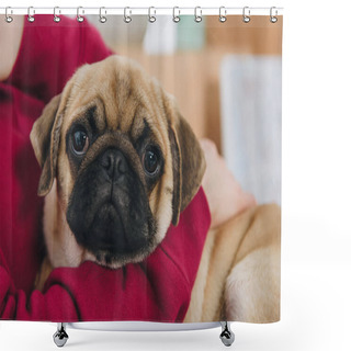 Personality  Close-up View Of Woman Playing With Cute Pug Dog Shower Curtains
