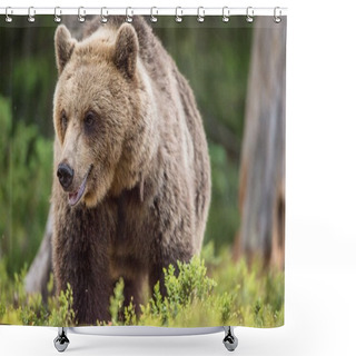 Personality  Adult Wild Brown Bear Shower Curtains
