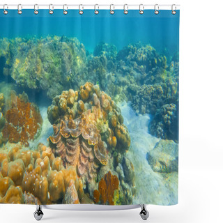 Personality  Huge Striped Brown Colorful Tridacna Clams And Sea Urchins On The Coral Reef Underwater Tropical Exotic World Shower Curtains