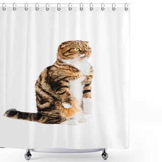 Personality  Funny Scottish Fold Cat Shower Curtains
