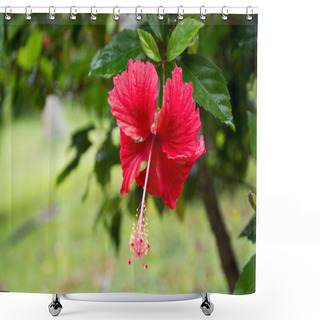Personality  Red Hibiscus Flower Shower Curtains