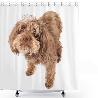 Personality  Elderly Blind Rescue Dog Shower Curtains